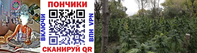 Конопля сатива  Болохово 